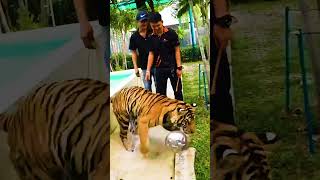 IShowSpeed Gets Attacked by Tiger [upl. by Perren923]