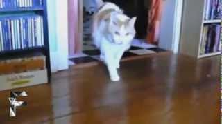 Compilation de Chats qui parlent [upl. by Emmerich426]