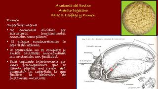 Aparato Digestivo del Bovino Parte 3 Esófago y Rumen [upl. by Attiuqehs]