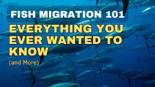 Fish Migration Everything You Ever Wanted to Know and More [upl. by Leibrag]