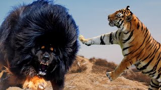 Tiger vs Tibetan Mastiff who would win Dog vs Wild Animal which is stronger [upl. by Enilasor]