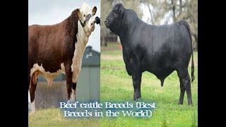 شاهد أفضل سلالات أبقار اللحم في العالم The best breeds of beef cattle in the world [upl. by Klump]