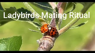 Ladybirds Mating Ritual  Beneficial Insects in the Garden [upl. by Attiuqal]