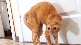 Funny Scaredy Cats Compilation  READ DESCRIPTION 👇🔥 [upl. by Ettesus]