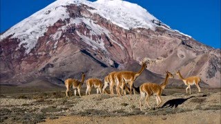 CHIMBORAZO REY YARAVI [upl. by Aicener650]