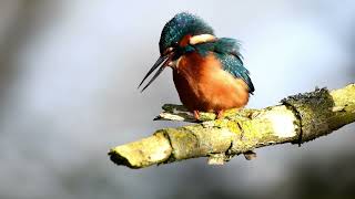 Kingfishers In Verulamium Park St Albans 2024 4k [upl. by Kiker460]