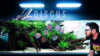 Wonderful Planted Aquarium With Discus Fish And Lots Of Green [upl. by Alorac]