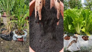 How to improve reuse soil quality  How to sterilize soil with hydrogen peroxide [upl. by Er]