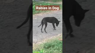 Rabies in dogs petdoctor doglover worldrabiesday [upl. by Anikas]