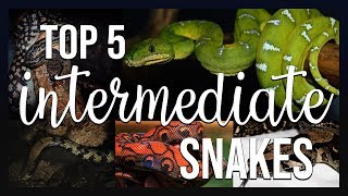 TOP 5 INTERMEDIATE SNAKES I recommend PART 1 [upl. by Nitfa]