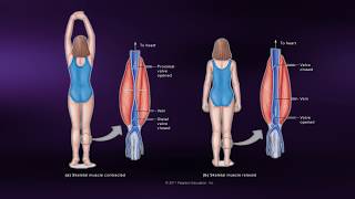 Causes of Muscle Soreness  Coursera Science of Exercise [upl. by Annahs]