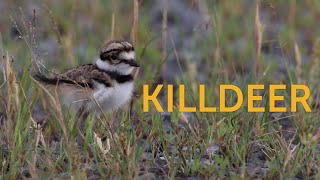 Killdeer Chick and Parent [upl. by Amaris601]