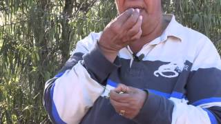 Through Our Eyes  Native Foods Near Lightning Ridge with Brenda McBride [upl. by Akenot301]