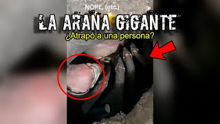 EL IMPACTANTE VIDEO de una ARAÑA GIGANTE encontrada en una CUEVA SECRETA [upl. by Etsirk338]