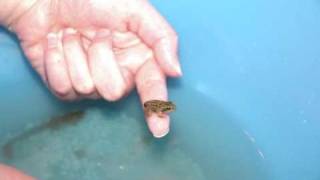 Baby frog with wings stay too long and you will get wings toowmv [upl. by Ahtikal]