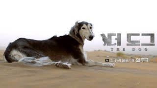 The Dog referred as a GOD Saluki  EBS Documentary [upl. by Asaret932]