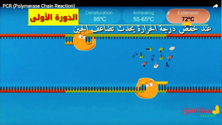 تفاعل البلمرة المتسلسل PCR [upl. by Ingra]