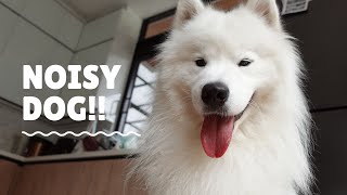 Here’s why your smiley samoyed barks a lot [upl. by Llerrem]