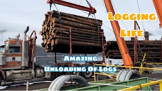 🇵🇭🇨🇦Amazing Unloading Of Logs From The Log Truck To The LakeLogging Trucks [upl. by Mohorva]