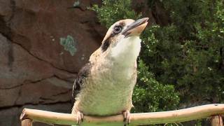 Zoo View KookaburraCincinnati Zoo [upl. by Anifur]