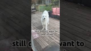 Golden Retriever vs Great Pyrenees going outside shorts goldenretriever greatpyrenees viral [upl. by Brock659]