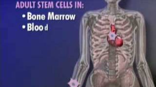 Adult Stem Cell Results amp Embryonic Stem Cell Ethics Video [upl. by Brindle588]