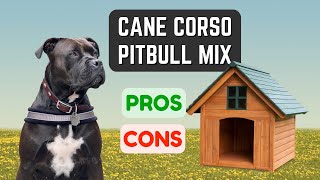 Cane Corso Pitbull Mix Loyal amp Protective Pros amp Cons [upl. by Notnarb]