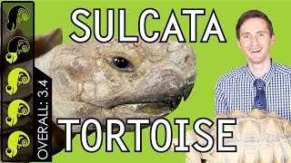 Sulcata Tortoise The Best Pet Turtle [upl. by Ettenaej]