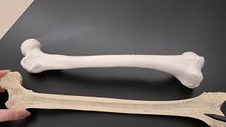 Anatomy of Long Bones on a Real Human Femur [upl. by Lawson]