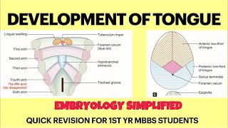 Development of tongue  Embryology  Quick revision for 1st yr MBBS Anatomy exams  NEET PG NEXT [upl. by Segroeg]