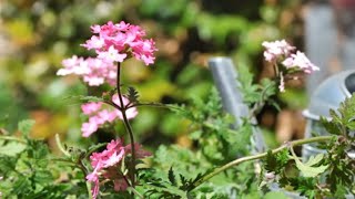 Verbena planta medicinal e decorativa [upl. by Pufahl]