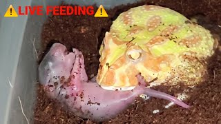 Warning  Albino Pacman Frog Eats Screaming Rat  Live Feeding [upl. by Naired]