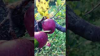 Mallus domestica  🍎🍎🍏🍏Apple  Rosaceae family [upl. by Abad164]