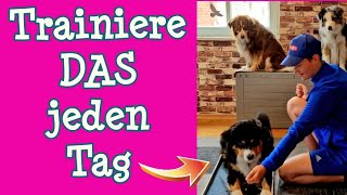 3 EFFEKTIVE ÜBUNGEN die du JEDEN TAG mit deinem Hund machen solltest ✅ [upl. by Nnaul]