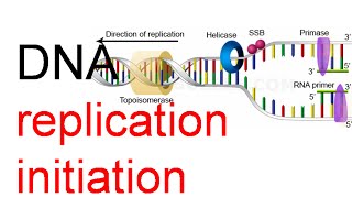 DNA Replication initiation [upl. by Ennayt]