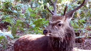 Sika deer with sweet rutting sound Sika Hirsch mit süßem Brunftgeräusch [upl. by Edward]