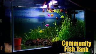 All You Need to Know About Platy Fish Platy Care and Breeding [upl. by Hoyt]