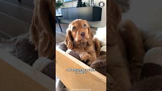 English Cocker Spaniel 🐶 Meet The Cute amp Charming Breed [upl. by Yelats]