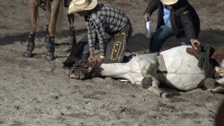 Horse death at Stanthorpe Rodeo March 07 2020 [upl. by Soiritos]