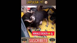 Horale Cocazo 😂😁🐶🐕❤️ shorts viralvideo perros cachorro feedshorts [upl. by Theona]