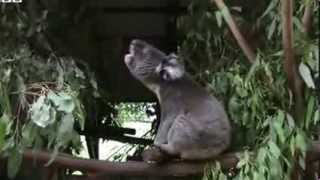 BBC News Koalas bellow with unique voice organ [upl. by Mccully]