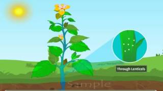 Transpiration in plants cs [upl. by Lyrehs]