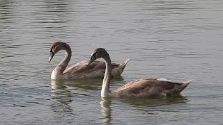 Ptice Hrvatske  Crvenokljuni labud mladi Cygnus olor Mute Swan juvenile 22 [upl. by Forland]