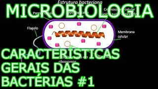 Aula Microbiologia Médica 4  Características Gerais das Bactérias 1 [upl. by Perdita]