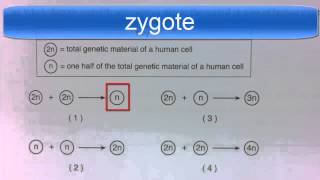 Diploid and Haploid Regents Question [upl. by Zetnwahs]