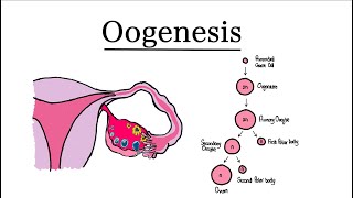 Oogenesis  MCAT Biology [upl. by Oruam]