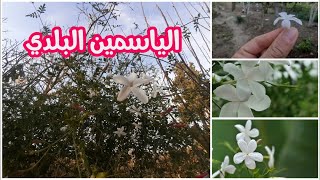 كيفية العناية بنبات الياسمين البلدي أو الياسمين الشامي وطرق تكاثره  Jasminum [upl. by Chow974]