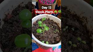 Grow Stock From Seeds How to sow Stockमैथिओला को बीज से लगाएStock Seeds Germination Day 12stock [upl. by Zola489]