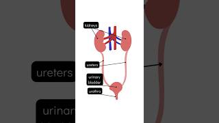 Excretion and parts of the excretory system education science study students biology excretion [upl. by Epoillac]