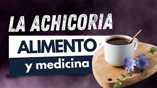 Las propiedades medicinales de la achicoria Plantas silvestre comestible y medicinal Chicorium [upl. by Autum]